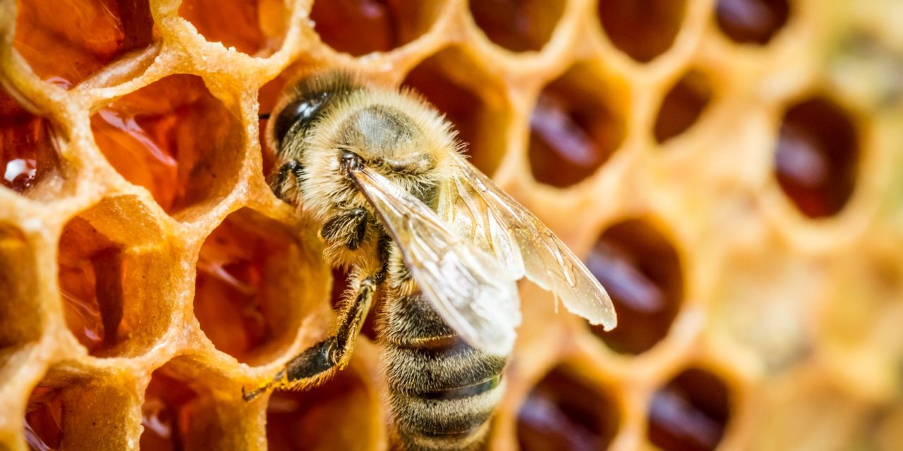 Varroamijt bedreigt bijenpopulatie