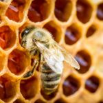 Varroamijt bedreigt bijenpopulatie